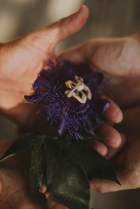 Two people's hands hold a beautiful passion flower